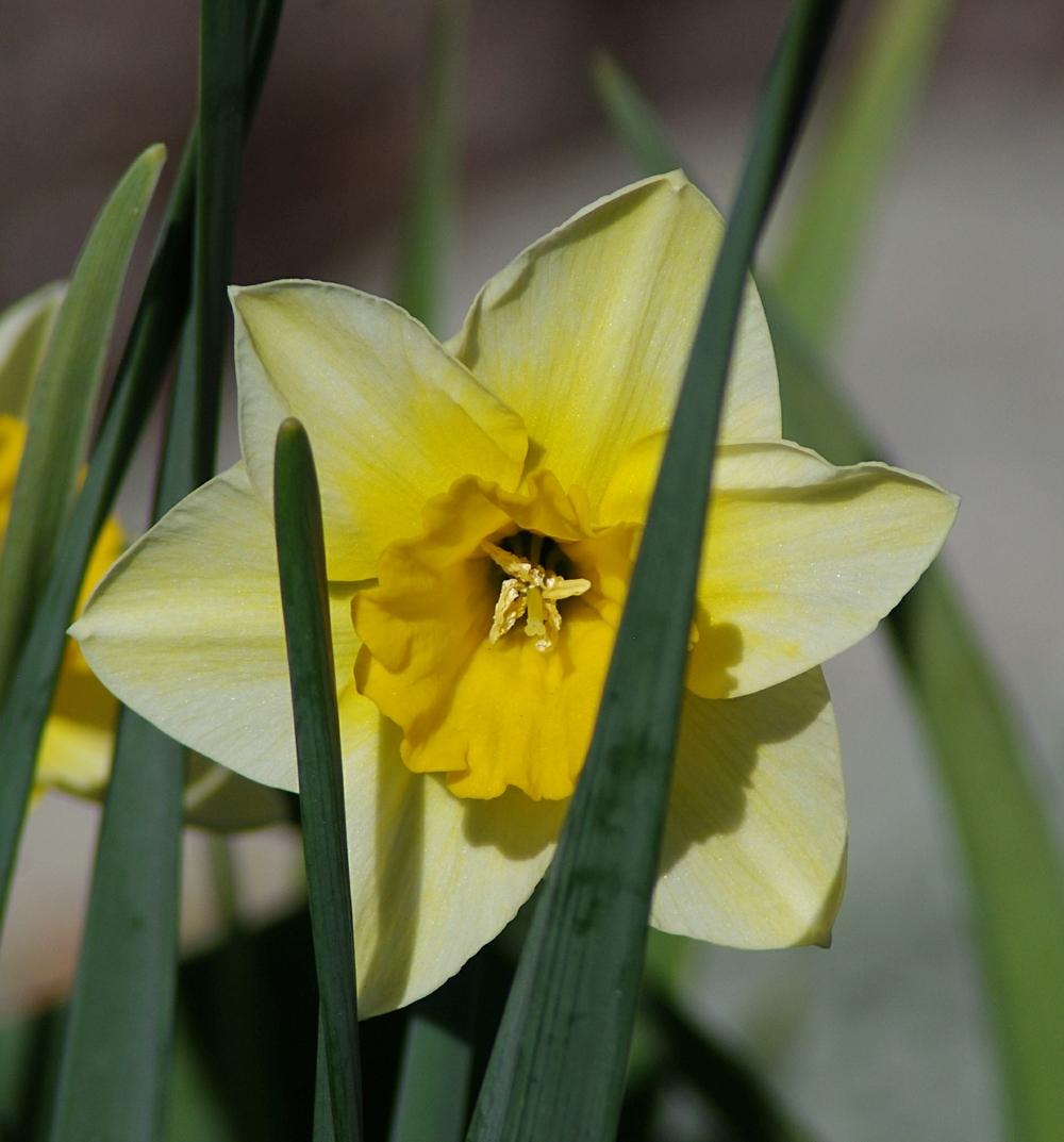 Photo of Jonquilla Daffodil (Narcissus 'Derringer') uploaded by dirtdorphins