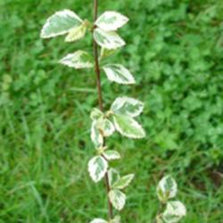 Location: Puyallup,Washington
Date: 2010-05-22
Betula nigra 'Shiloh Splash'