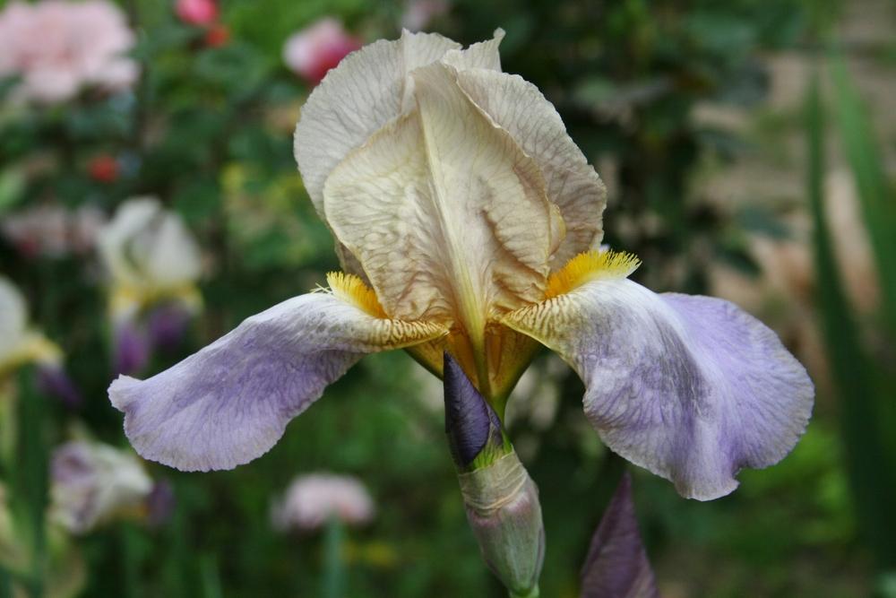 Photo of Tall Bearded Iris (Iris 'Quaker Lady') uploaded by Calif_Sue