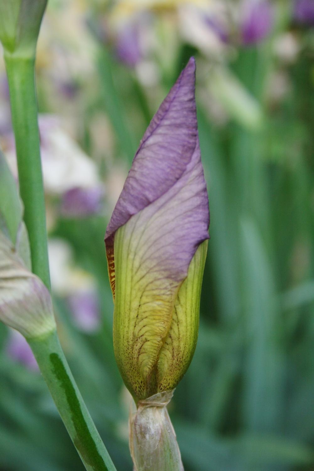 Photo of Tall Bearded Iris (Iris 'Quaker Lady') uploaded by Calif_Sue