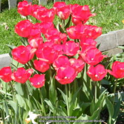 Location: My garden in Kentucky
Date: 2014-04-19
The color didn't come out the true red in the pic when I took it 