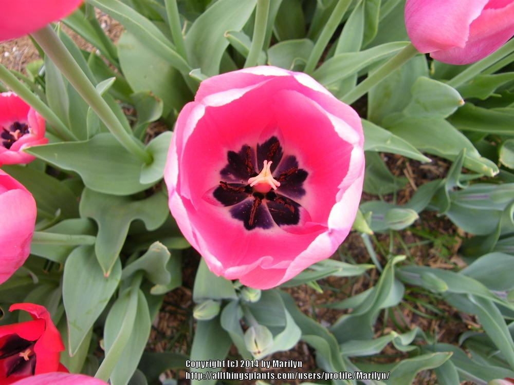 Photo of Darwin Hybrid Tulip (Tulipa 'Acropolis') uploaded by Marilyn