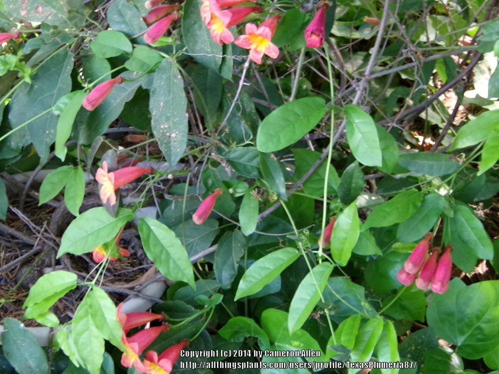 Photo of Crossvine (Bignonia capreolata 'Tangerine Beauty') uploaded by TexasPlumeria87