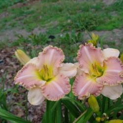 
Date: 2001-04-24
Photo Courtesy of Nova Scotia Daylilies Used with Permission.
