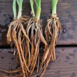 Location: northern california zone 9b
Date: 2014-04-25
Lavender Kaleidoscope roots.