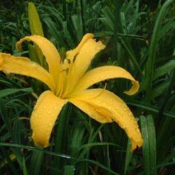 
Date: 2009-07-21
Photo Courtesy of Nova Scotia Daylilies Used with Permission.