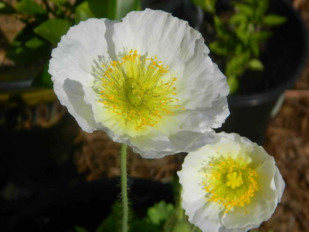 Photo of Iceland Poppy (Papaver nudicaule 'Champagne Bubbles') uploaded by wildflowers