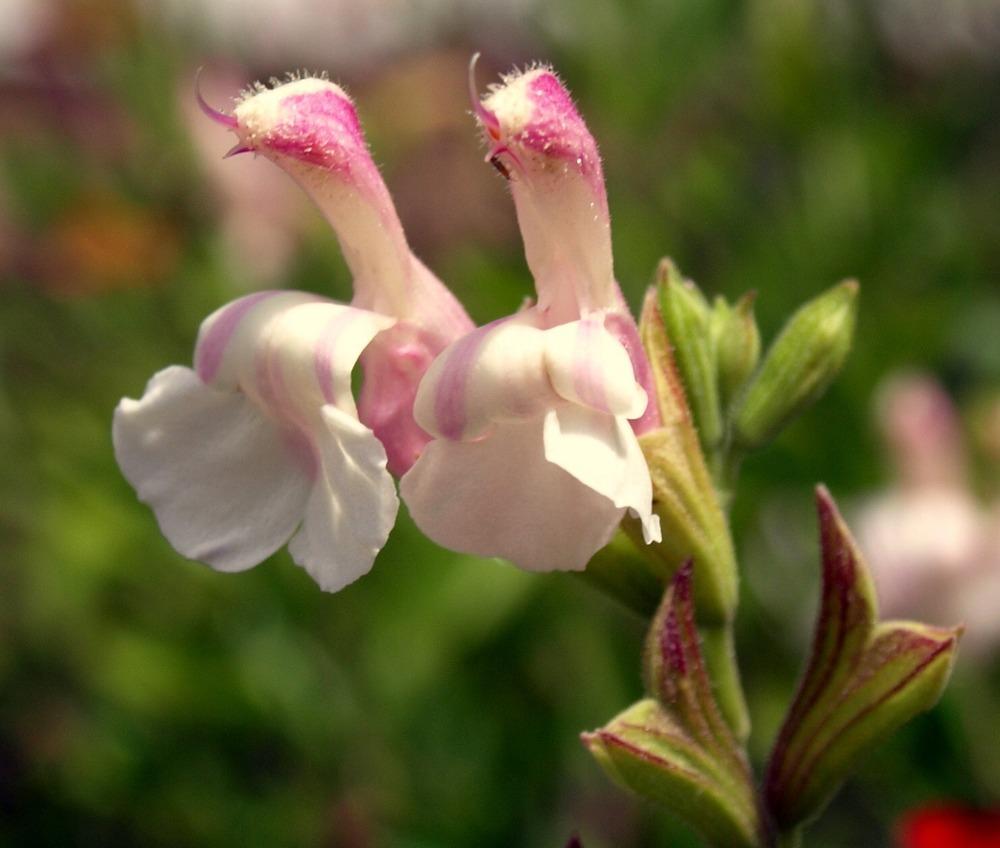 Photo of Autumn Sage (Salvia greggii 'Stormy Pink') uploaded by Ecograndma