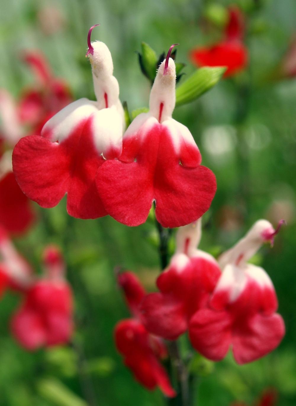 Photo of Blackcurrant Sage (Salvia microphylla 'Hot Lips') uploaded by Ecograndma