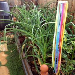 Location: In backyard garden, Elk Grove, CA
Date: 2014-4-26
Music garlic plant