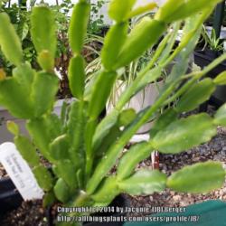 Location: JBsPlants at Roblyn Farm, New Jersey
Date: 2014-04-26 One year old S. Buckleyi (dark red) plant
One year old S. Buckleyi plant