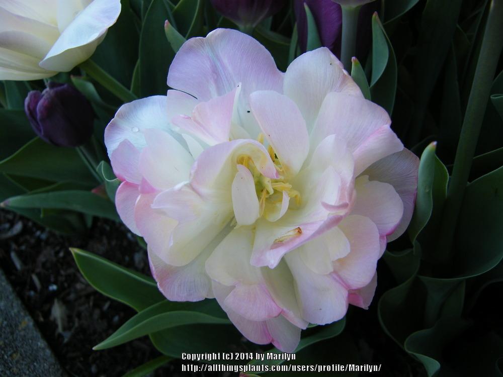 Photo of Double Late Tulip (Tulipa 'Creme Upstar') uploaded by Marilyn