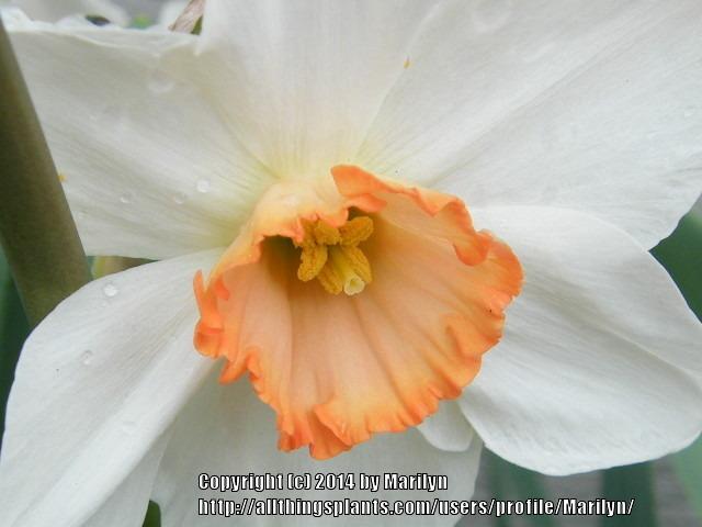 Photo of Large Cupped Daffodil (Narcissus 'Coral Light') uploaded by Marilyn