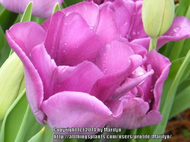 Photo of Parrot Tulip (Tulipa 'Blue Parrot') uploaded by Marilyn