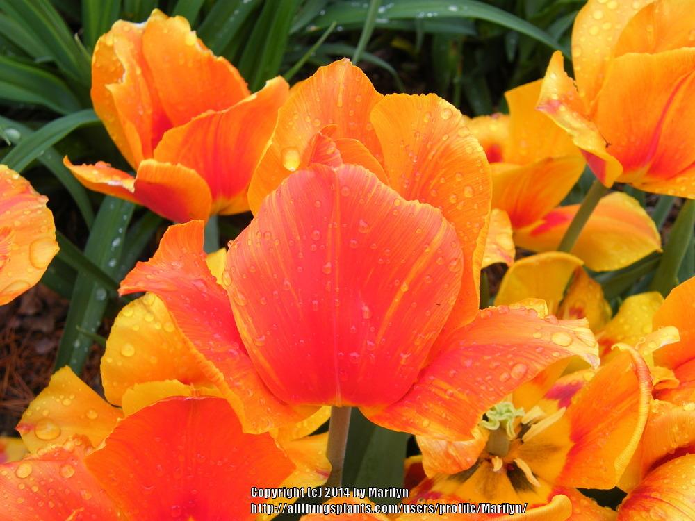 Photo of Single Early Tulip (Tulipa 'Flair') uploaded by Marilyn