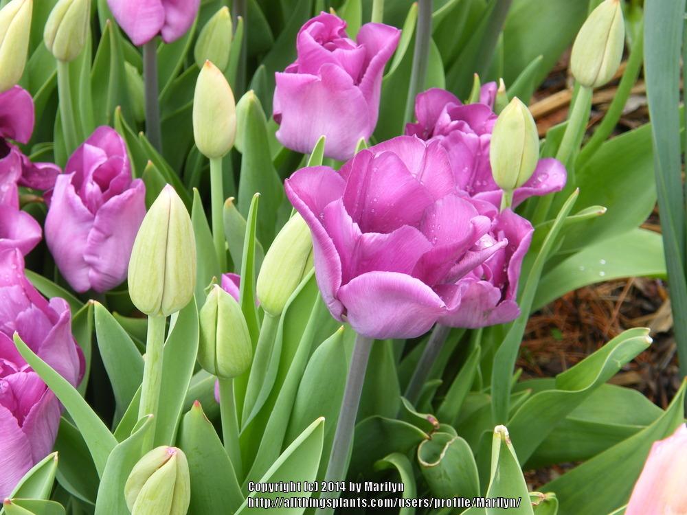 Photo of Parrot Tulip (Tulipa 'Blue Parrot') uploaded by Marilyn