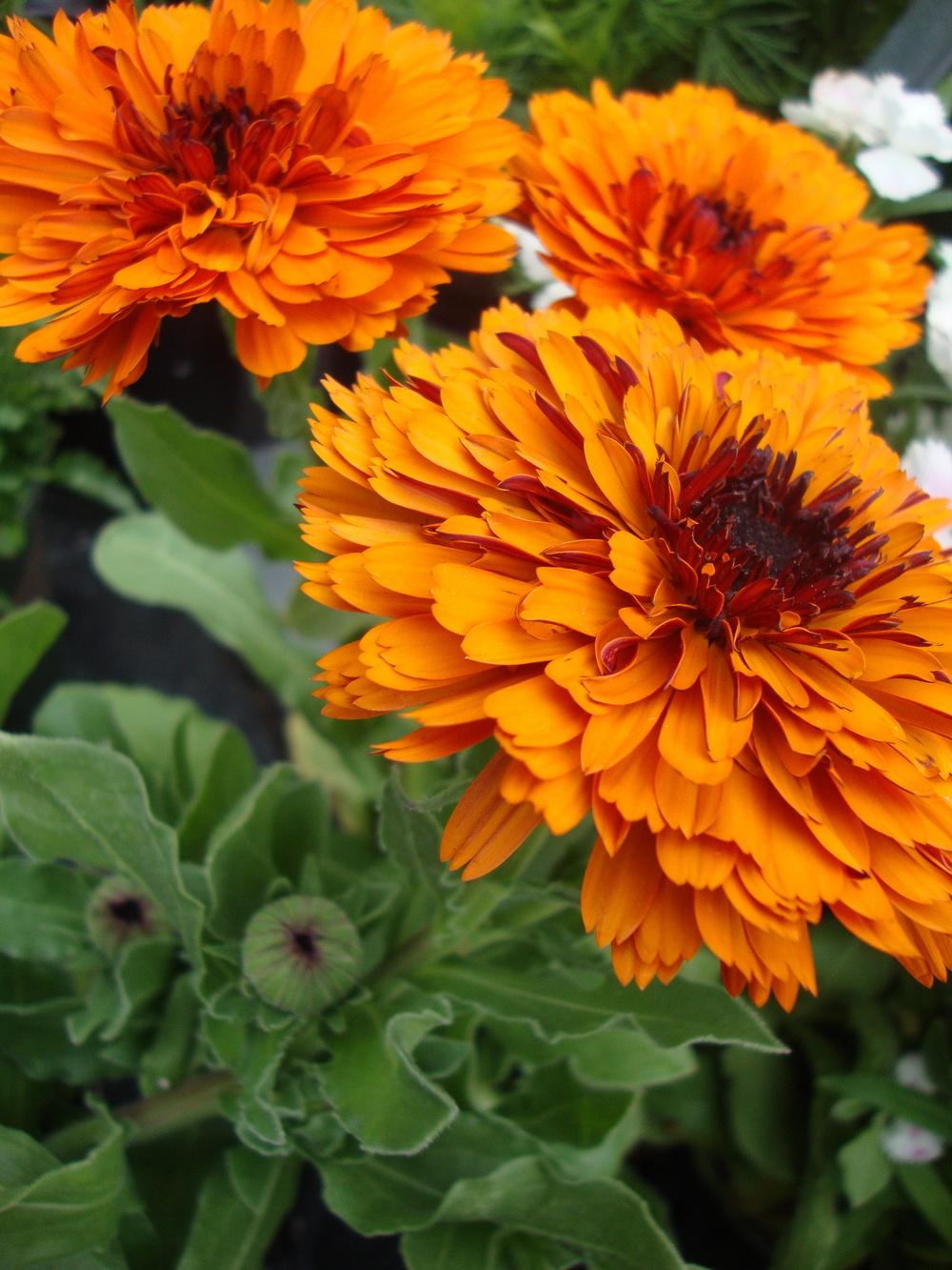 Photo of Pot Marigold (Calendula officinalis 'Touch of Red') uploaded by Paul2032