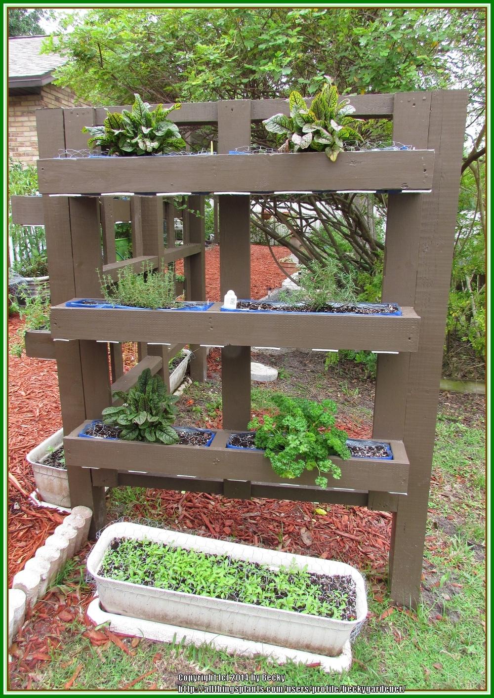 Vertical Herb Garden - Garden.org