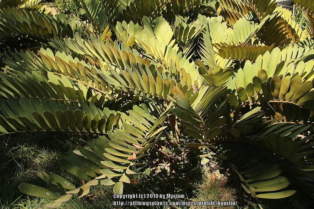 Photo of Coontie (Zamia pumila) uploaded by bonitin