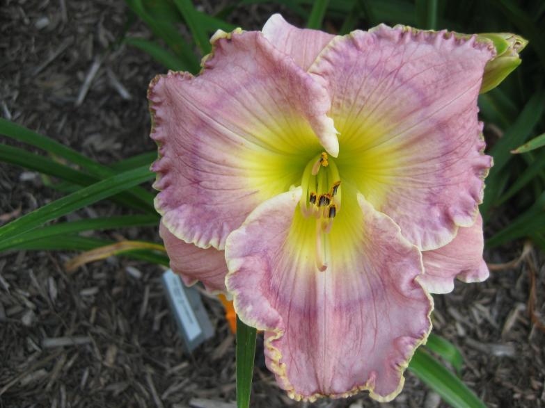 Photo of Daylily (Hemerocallis 'Her Gray Bloomers') uploaded by chalyse