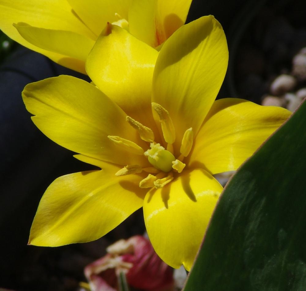 Photo of Lady Tulip (Tulipa clusiana 'Cynthia') uploaded by dirtdorphins
