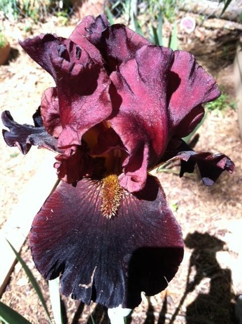 Photo of Tall Bearded Iris (Iris 'Prince Igor') uploaded by grannysgarden