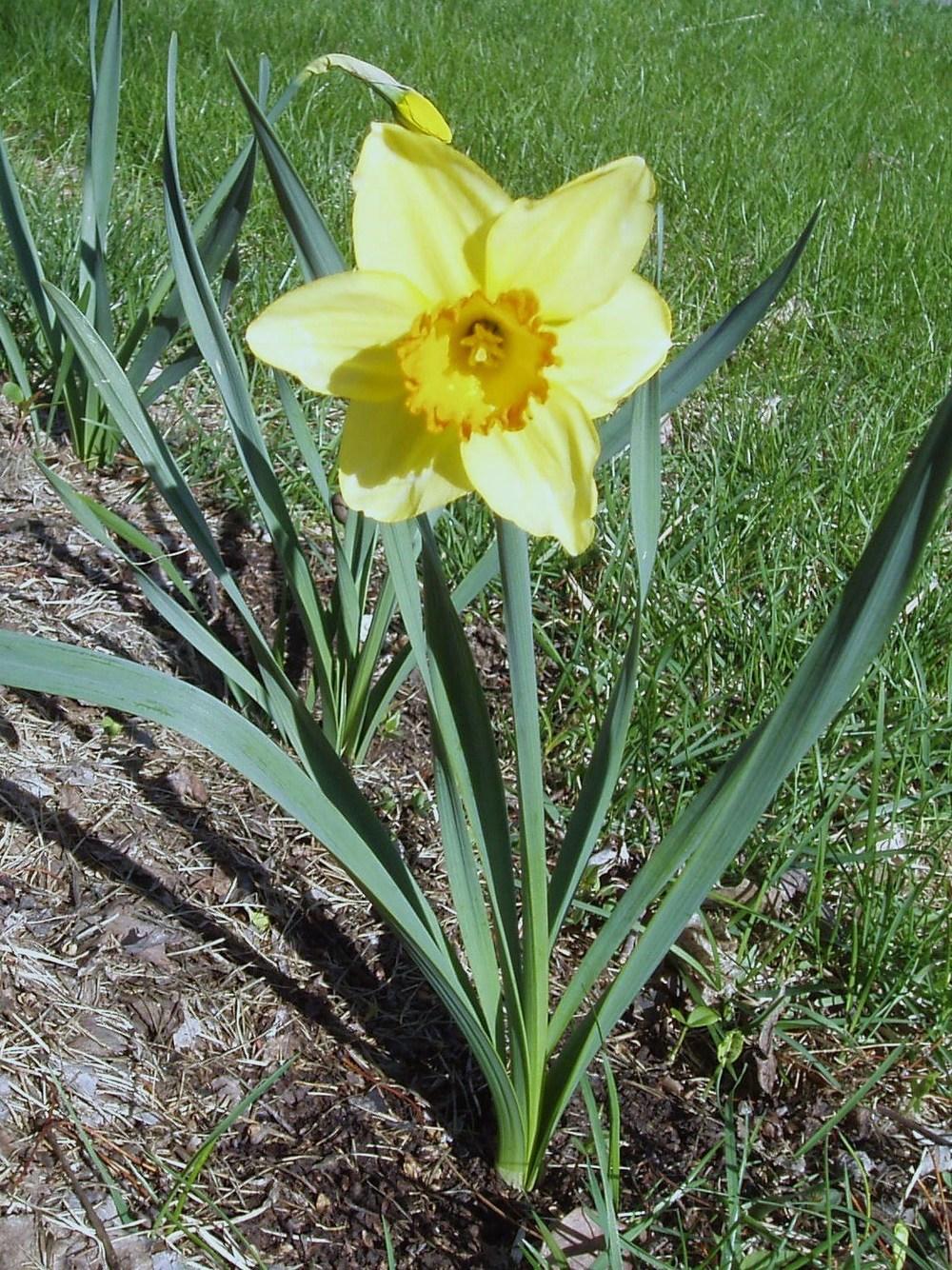 Photo of Daffodil (Narcissus 'Halo Mix') uploaded by holity