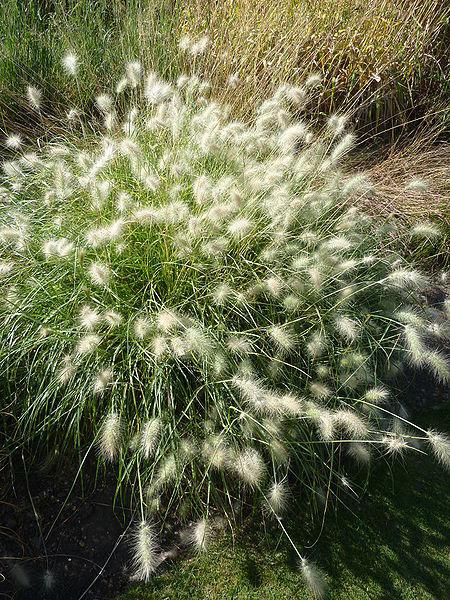 Photo of Feathertop Fountain Grass (Cenchrus longisetus) uploaded by robertduval14