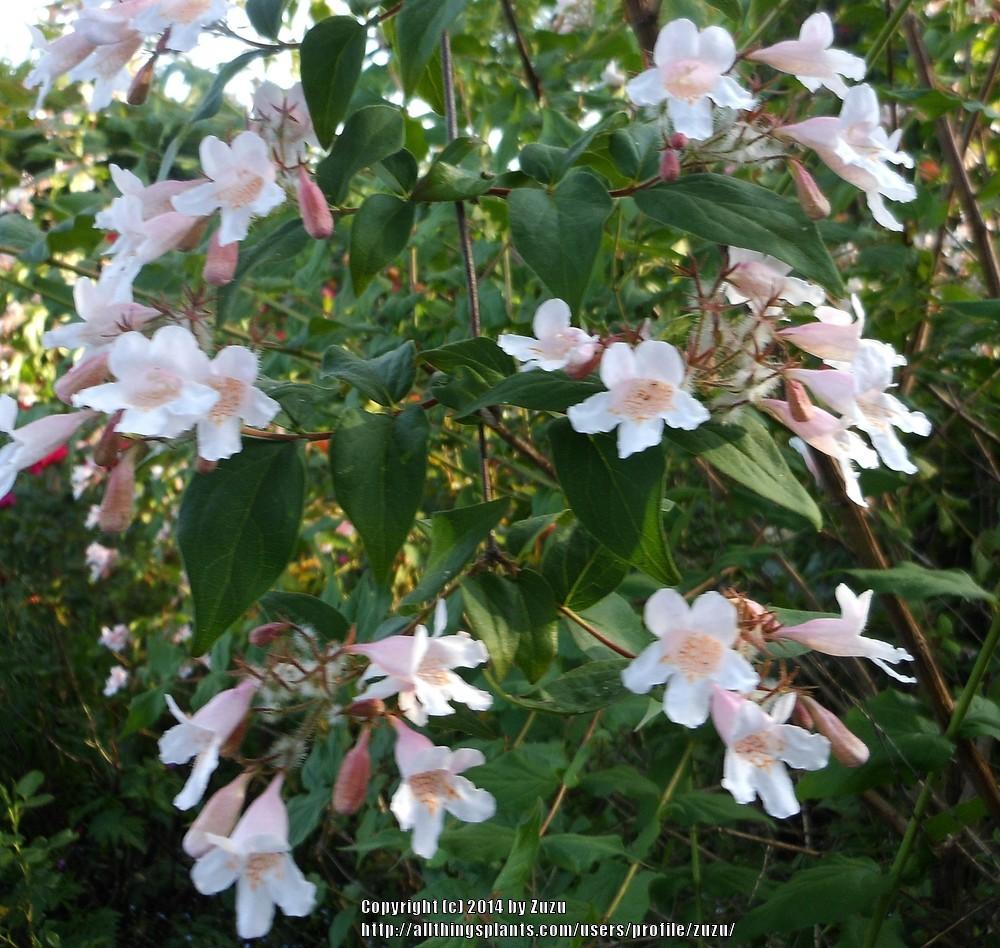 Photo of Beauty Bush (Kolkwitzia amabilis) uploaded by zuzu