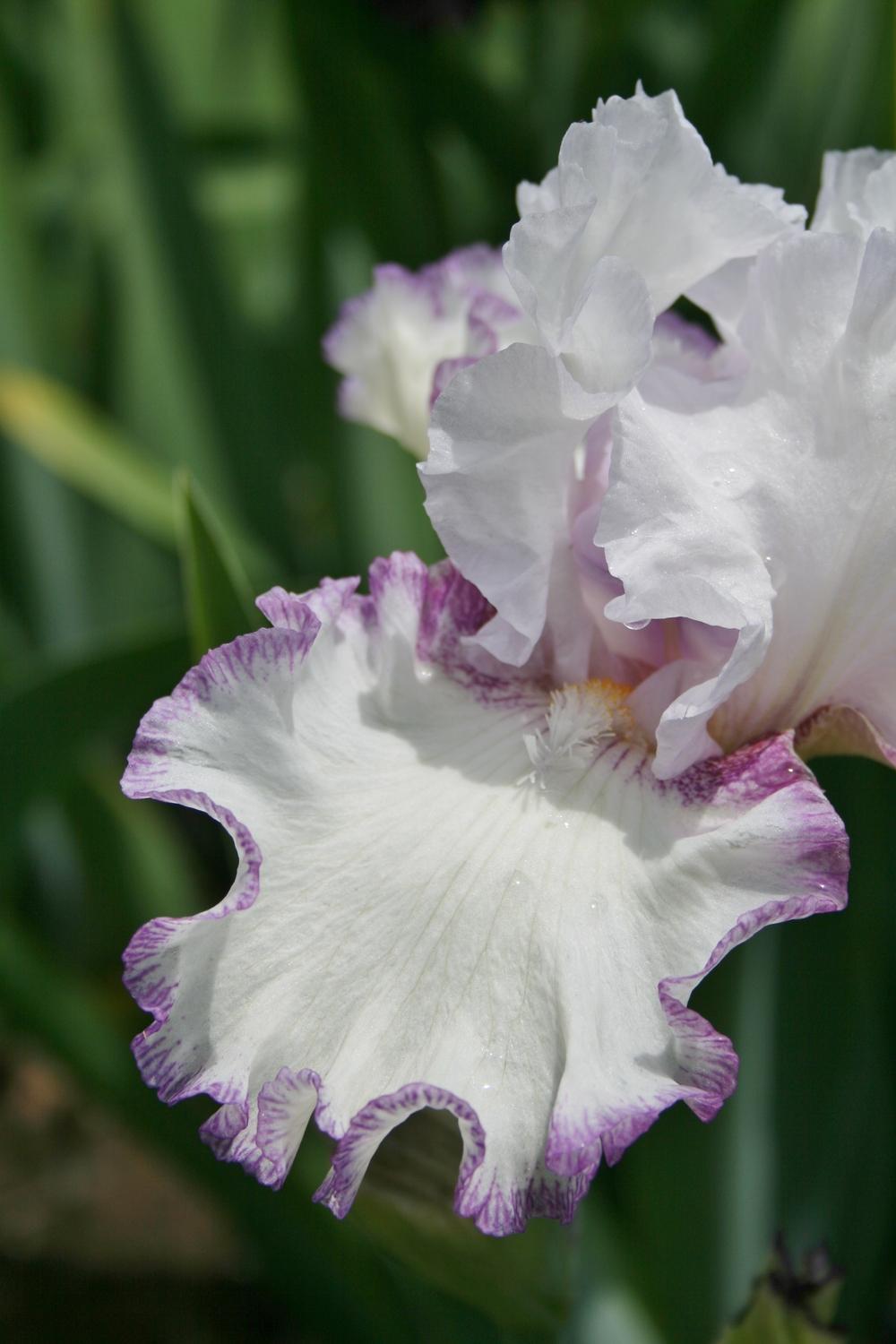 Photo of Tall Bearded Iris (Iris 'Petticoat Shuffle') uploaded by Calif_Sue