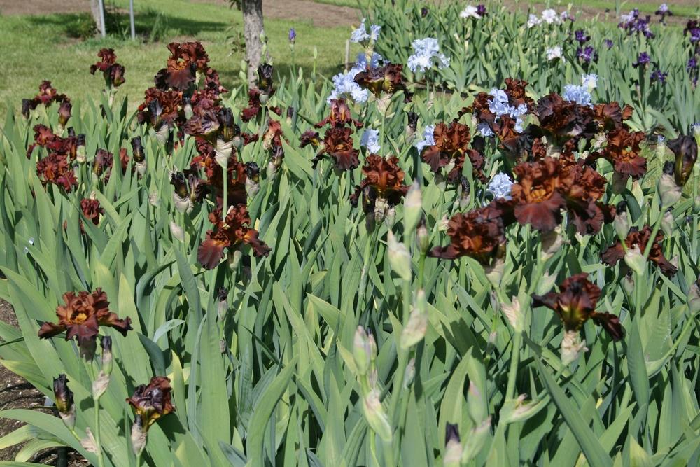 Photo of Tall Bearded Iris (Iris 'Double Chocolate') uploaded by Calif_Sue