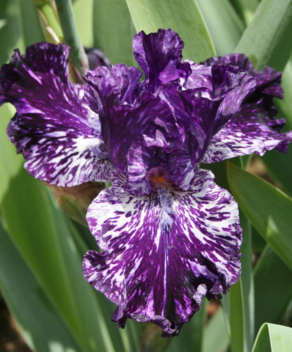 Photo of Tall Bearded Iris (Iris 'Splatter Matters') uploaded by Calif_Sue