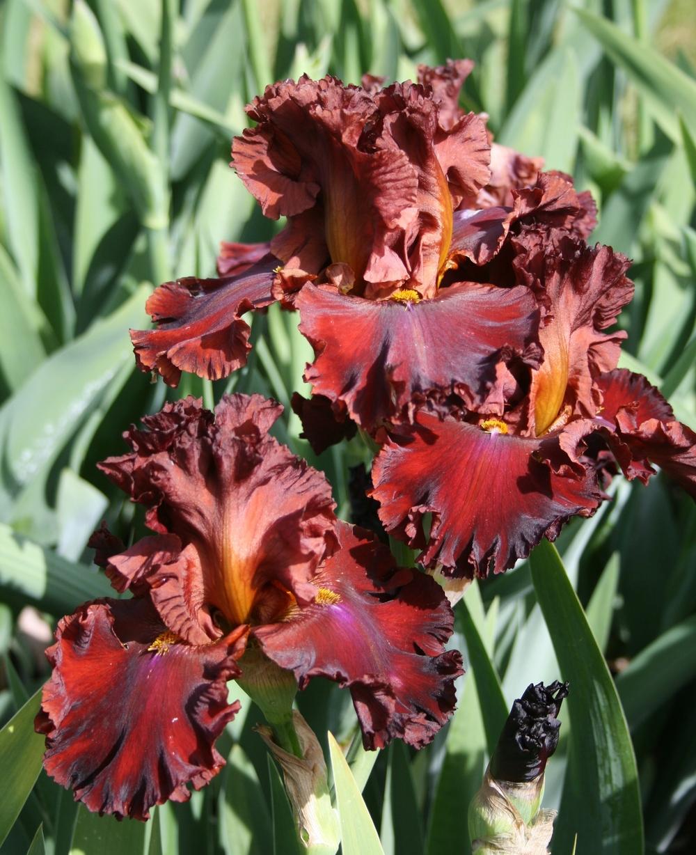 Photo of Tall Bearded Iris (Iris 'Hearts on Fire') uploaded by Calif_Sue