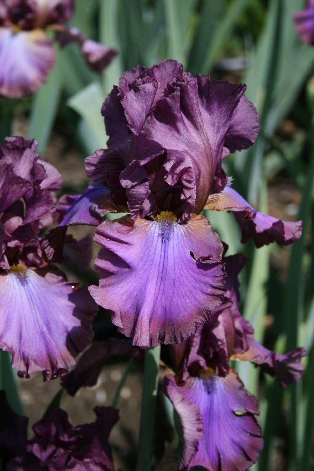 Photo of Tall Bearded Iris (Iris 'Cantina') uploaded by Calif_Sue