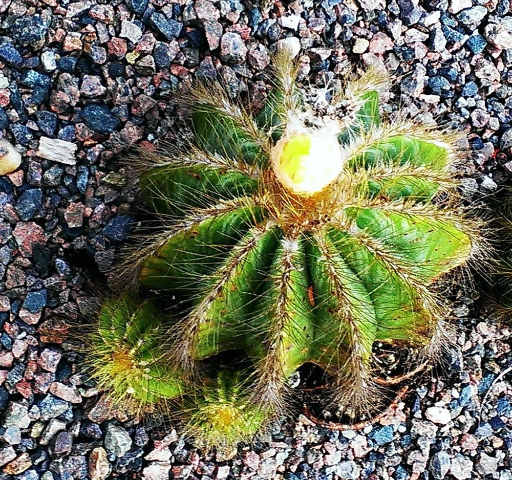 Photo of Ball Cactus (Parodia magnifica) uploaded by Dutchlady1