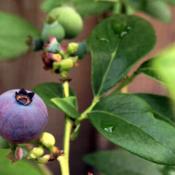 Blueberry fruit O'Neal