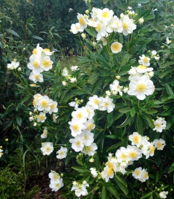 Photo of California Anemone (Carpenteria californica) uploaded by Ecograndma