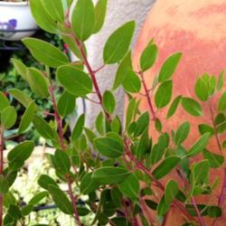 Location: In backyard garden, Elk Grove, CA
Date: 2014-4-27
Leaves and red stems Howard McMinn
