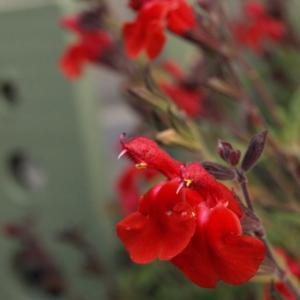 Red hot salvia