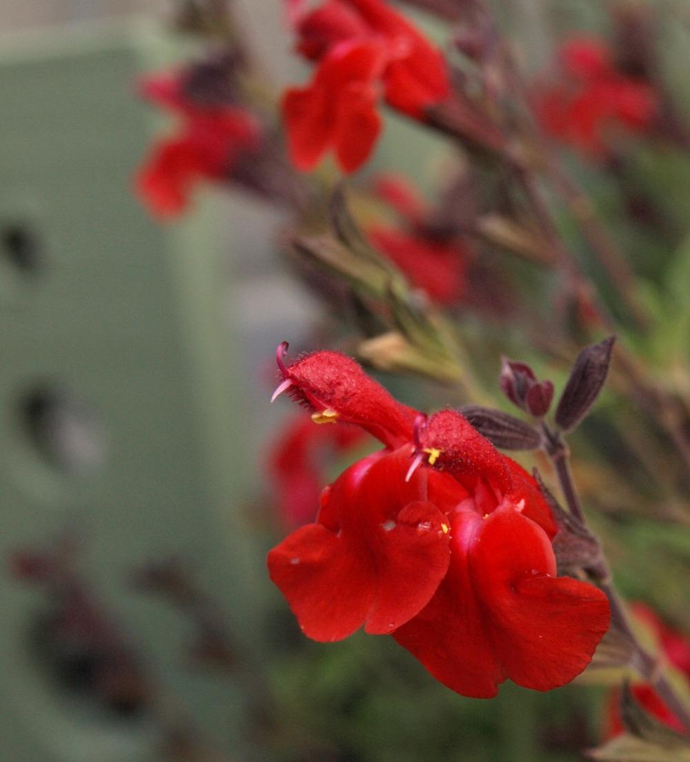 Photo of Autumn Sage (Salvia Navajo™ Bright Red) uploaded by Ecograndma
