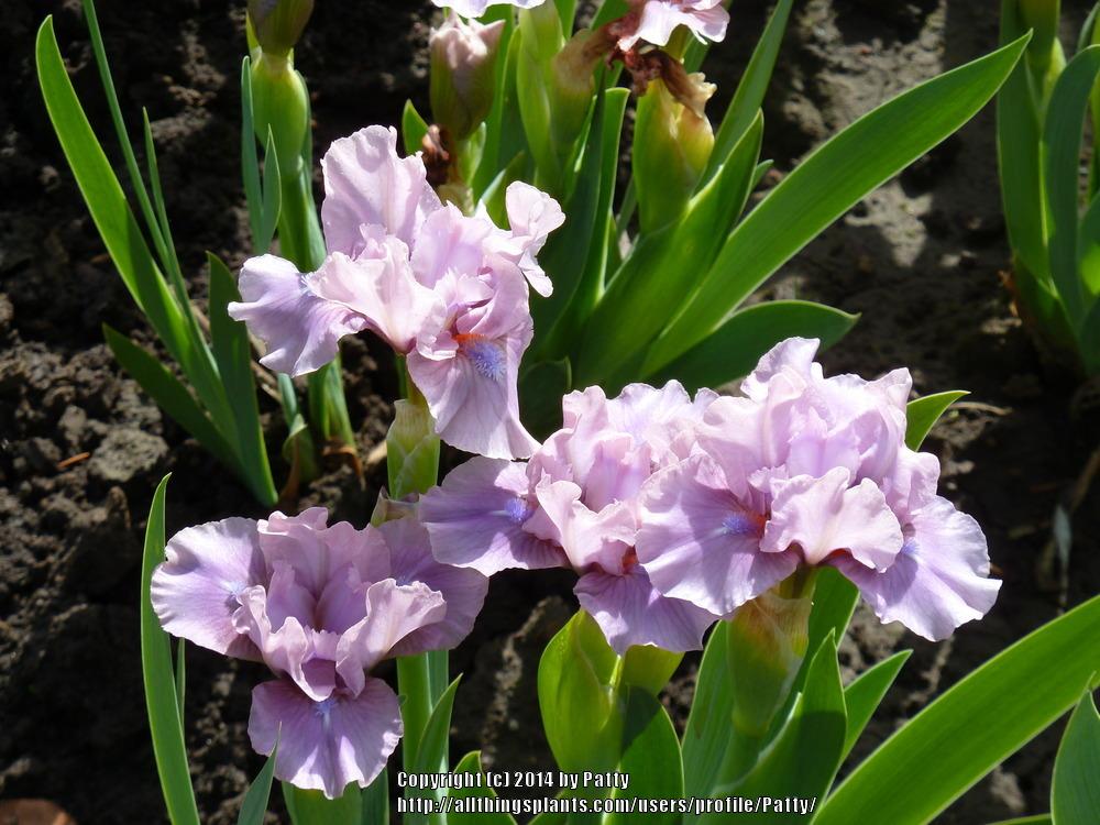Photo of Standard Dwarf Bearded Iris (Iris 'Cheery Blush') uploaded by Patty