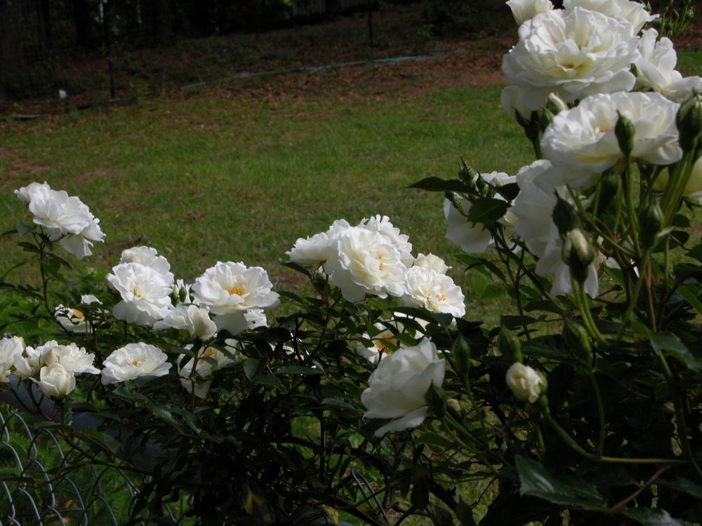 Photo of Rose (Rosa 'Mary Washington') uploaded by Seedfork