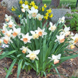 Location: My Gardens
Date: April 24, 2011
Clump Of 20 Romance Narcissus Mixed With 3 Stray Palmares