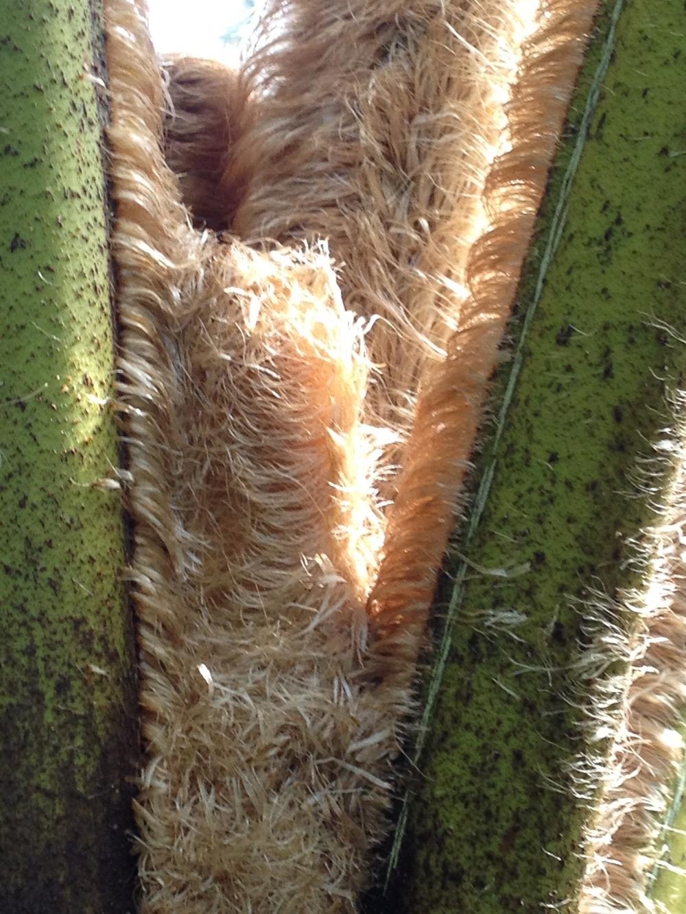 Photo of Blonde Tree Fern (Sphaeropteris horrida) uploaded by bxncbx
