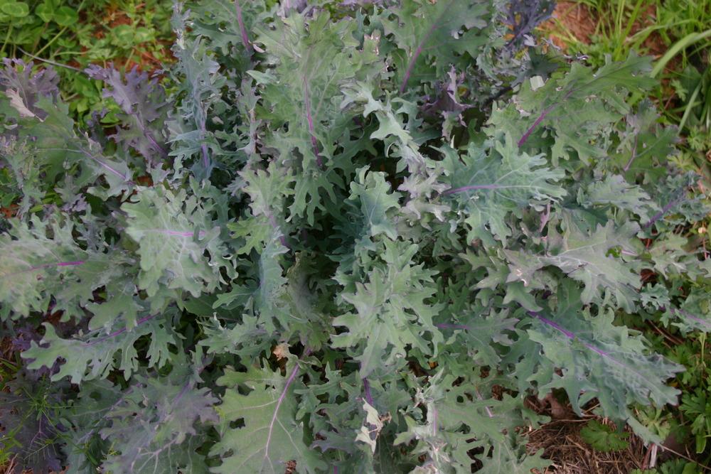 Photo of Siberian Kale (Brassica napus 'Red Russian') uploaded by jon