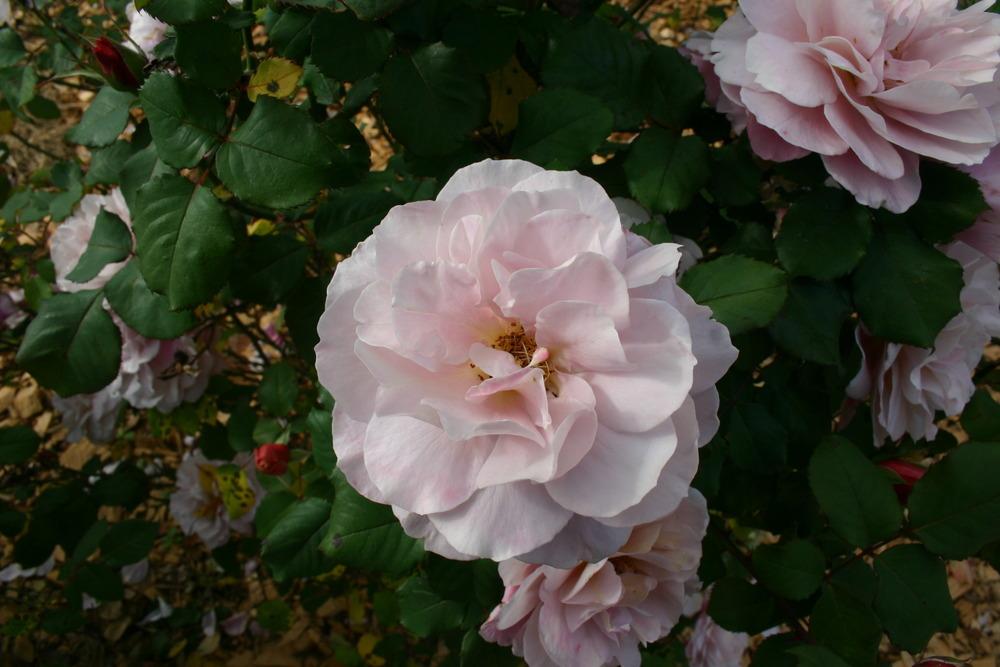 Photo of Rose (Rosa 'Distant Drums') uploaded by jon