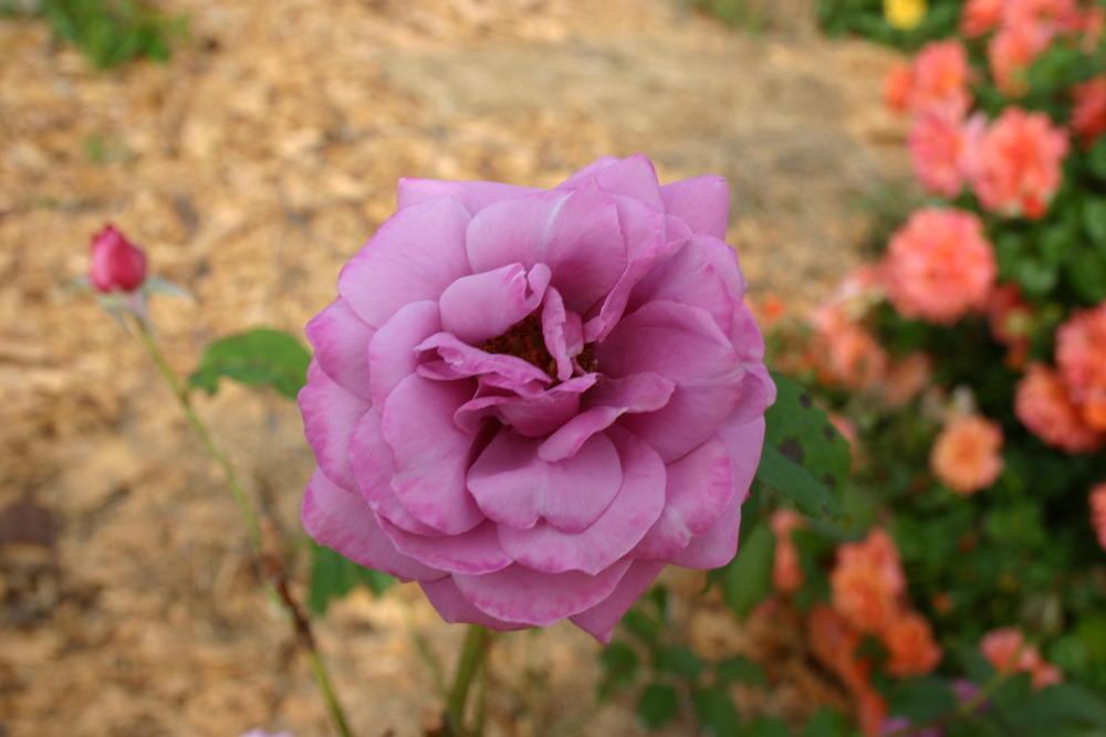 Photo of Rose (Rosa 'Heirloom') uploaded by jon