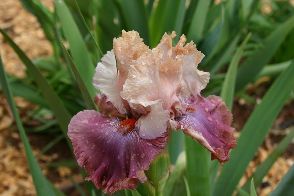 Photo of Tall Bearded Iris (Iris 'Champagne and Strawberries') uploaded by jon