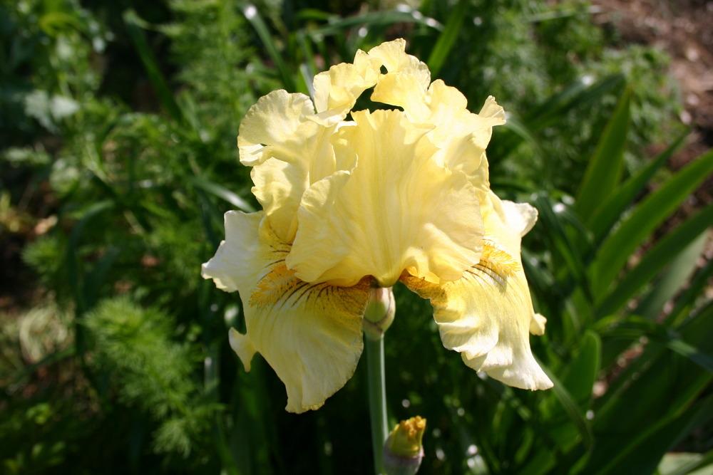 Photo of Irises (Iris) uploaded by jon