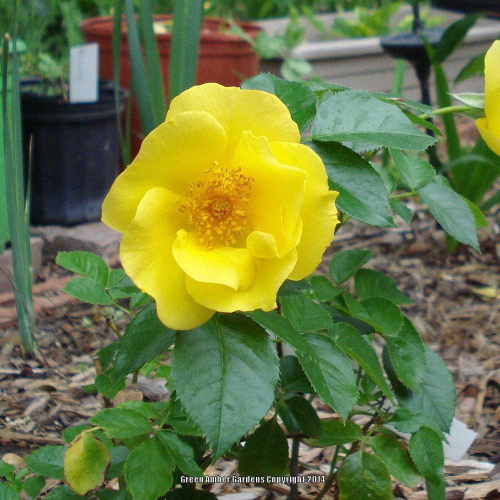 Photo of Rose (Rosa 'Lemon Fizz') uploaded by lovemyhouse